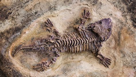 Delving into the Mysteries of Ancient Magic: Paleontology's Key Role